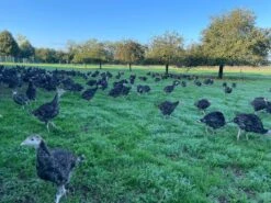 Freiland Puten Bio Mini-Frikkis Vom Bruderhahn, 225 Gr Packung -Essen Verkäufe 2024 Freiland Pute 4